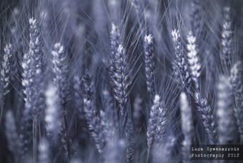 Grano_Blu