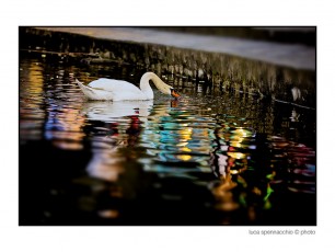 COD_6451 copia