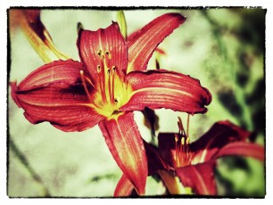 Red Flowers
