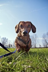 Basset portrait_MG_0046