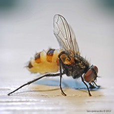 COD_7734_Fly
