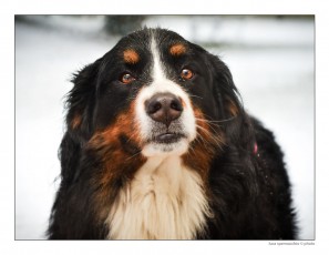 Bovaro Bernese
