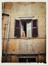 Dog_window
