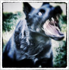 Terrible Dog