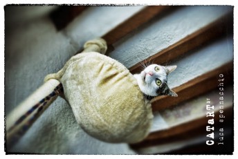 CATaRT_02