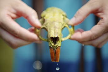 Coypu Skull COD_8742