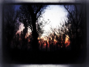 Sunset in a Wood