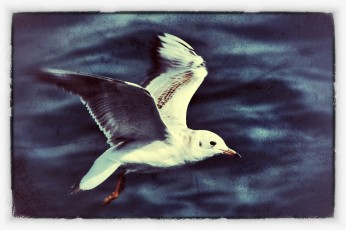 Free