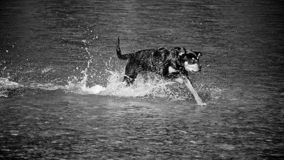 Rotty Running in the river_29C6891