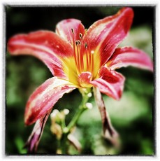 Red Flower