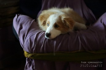 COD_2265 Border Puppy Blue Eye