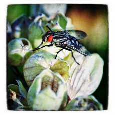 Vintage Fly