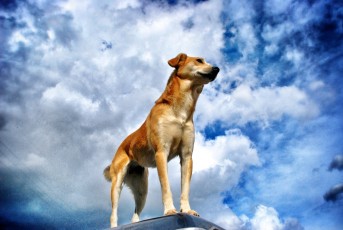 Dog in the Sky