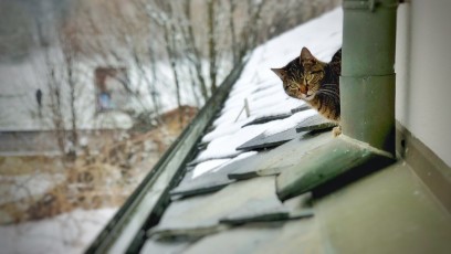 Il gatto sul tetto
