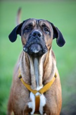 COD_0513_Cane Corso_Alvaro