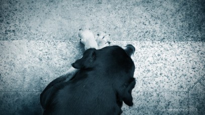 Pinnolino Blue