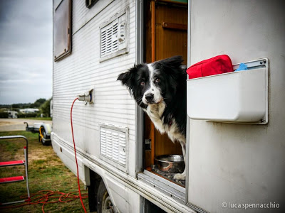 Border Collie in Camper