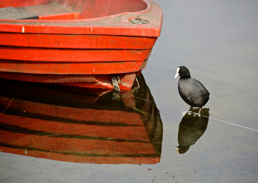 copertina_birdwatching