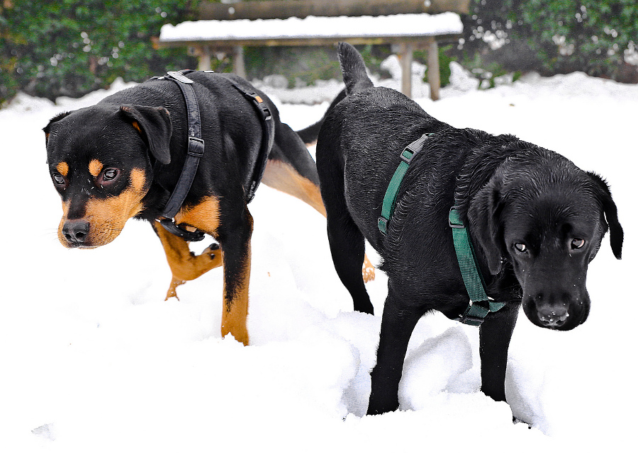 copertina_dog_in_the_snow