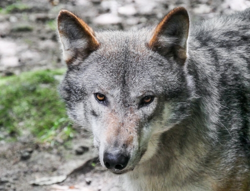 Wolves of Chabrières – France