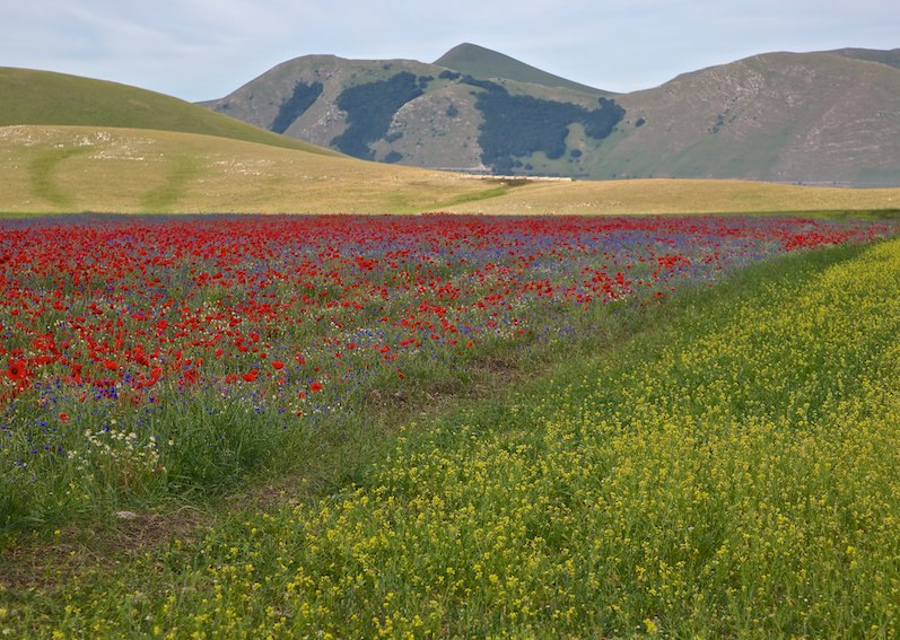 copertina_norcia