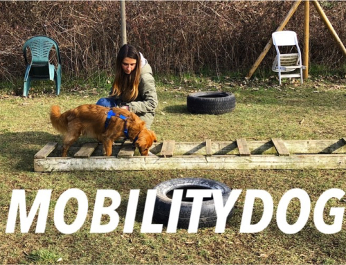 MOBILITYDOG su CANILE 3.0